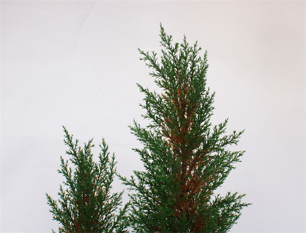 Pine Tree for Christmas Xmas Decorations