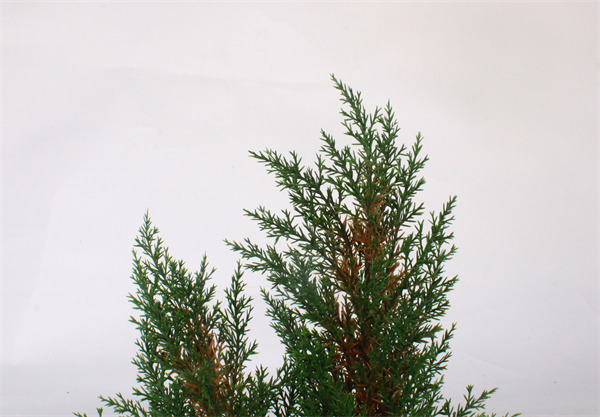 Pine Tree with Wood Base.jpg